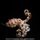 Illustration for article titled These Photos Show the Alien Beauty of Life Underwater